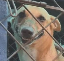 smiley dog